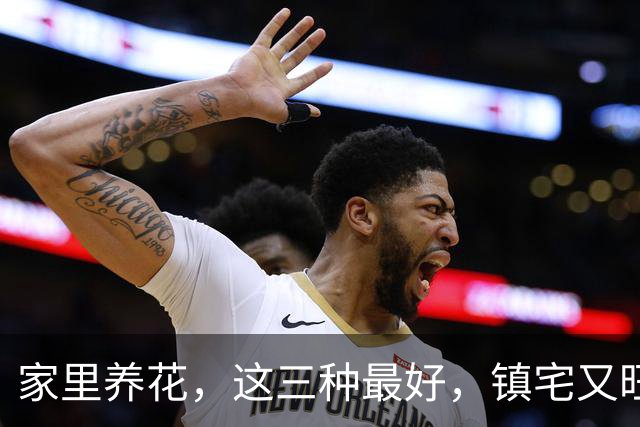 家里养花，这三种最好，镇宅又旺财，家家户户都能养